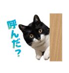猫のうりくん ver.1（個別スタンプ：7）
