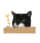 猫のうりくん ver.1（個別スタンプ：8）