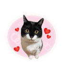 猫のうりくん ver.1（個別スタンプ：9）