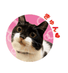 猫のうりくん ver.1（個別スタンプ：11）