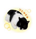 猫のうりくん ver.1（個別スタンプ：13）