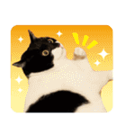 猫のうりくん ver.1（個別スタンプ：14）