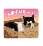 猫のうりくん ver.1（個別スタンプ：15）