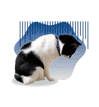 猫のうりくん ver.1（個別スタンプ：16）