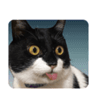 猫のうりくん ver.1（個別スタンプ：18）