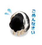 猫のうりくん ver.1（個別スタンプ：19）