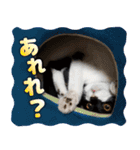 猫のうりくん ver.1（個別スタンプ：20）