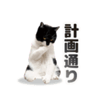 猫のうりくん ver.1（個別スタンプ：21）