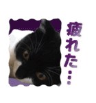 猫のうりくん ver.1（個別スタンプ：22）