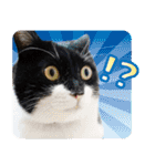 猫のうりくん ver.1（個別スタンプ：24）