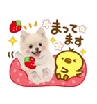 かわいい犬♡家族連絡♡ポメ♡ずっと使える（個別スタンプ：7）