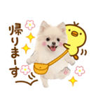 かわいい犬♡家族連絡♡ポメ♡ずっと使える（個別スタンプ：10）