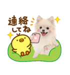 かわいい犬♡家族連絡♡ポメ♡ずっと使える（個別スタンプ：17）
