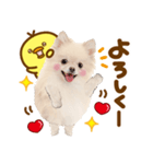 かわいい犬♡家族連絡♡ポメ♡ずっと使える（個別スタンプ：28）