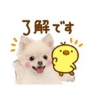 かわいい犬♡家族連絡♡ポメ♡ずっと使える（個別スタンプ：31）
