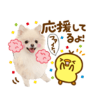 かわいい犬♡家族連絡♡ポメ♡ずっと使える（個別スタンプ：39）