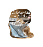 りりとぽぽ仲良し姉妹猫スタンプ2（個別スタンプ：40）