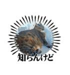 クリちゃん♂の日常（個別スタンプ：16）