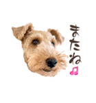 WelshTerrierのクルミちゃん2（個別スタンプ：4）