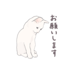 【敬語】猫ねこ日和(リアル猫＆ゆるねこ)（個別スタンプ：6）