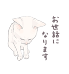 【敬語】猫ねこ日和(リアル猫＆ゆるねこ)（個別スタンプ：8）