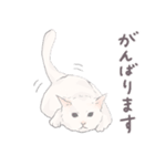 【敬語】猫ねこ日和(リアル猫＆ゆるねこ)（個別スタンプ：9）