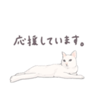 【敬語】猫ねこ日和(リアル猫＆ゆるねこ)（個別スタンプ：11）