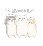 【敬語】猫ねこ日和(リアル猫＆ゆるねこ)（個別スタンプ：12）