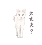 【敬語】猫ねこ日和(リアル猫＆ゆるねこ)（個別スタンプ：17）