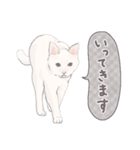 【敬語】猫ねこ日和(リアル猫＆ゆるねこ)（個別スタンプ：19）