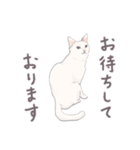 【敬語】猫ねこ日和(リアル猫＆ゆるねこ)（個別スタンプ：24）