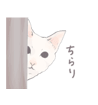 【敬語】猫ねこ日和(リアル猫＆ゆるねこ)（個別スタンプ：25）