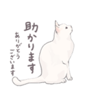 【敬語】猫ねこ日和(リアル猫＆ゆるねこ)（個別スタンプ：27）