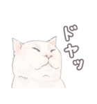 【敬語】猫ねこ日和(リアル猫＆ゆるねこ)（個別スタンプ：35）