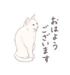 【敬語】猫ねこ日和(リアル猫＆ゆるねこ)（個別スタンプ：37）