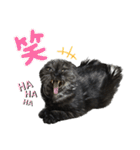 無敵のてんてんwithぷぅ（個別スタンプ：15）
