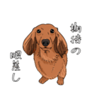 ミニチュアダックスフンド 足の短い犬（個別スタンプ：1）