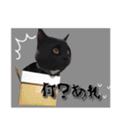 うちの黒ねこニャンズ3（個別スタンプ：27）