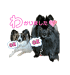 可愛すぎるオカメと犬（個別スタンプ：1）