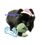 可愛すぎるオカメと犬（個別スタンプ：3）