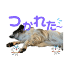 可愛すぎるオカメと犬（個別スタンプ：4）