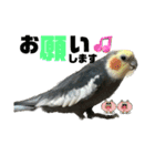 可愛すぎるオカメと犬（個別スタンプ：6）