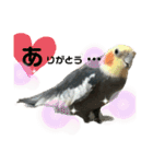 可愛すぎるオカメと犬（個別スタンプ：7）