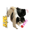 可愛すぎるオカメと犬（個別スタンプ：8）
