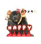 可愛すぎるオカメと犬（個別スタンプ：9）