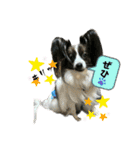 可愛すぎるオカメと犬（個別スタンプ：11）