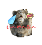 可愛すぎるオカメと犬（個別スタンプ：12）
