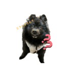 可愛すぎるオカメと犬（個別スタンプ：14）