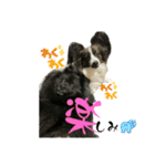 可愛すぎるオカメと犬（個別スタンプ：15）