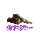 ちょこたんチワワのルイ（個別スタンプ：2）